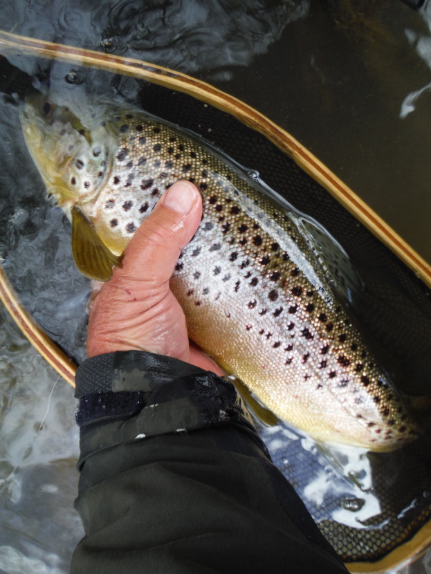 Avon trout